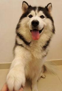 娱乐吃瓜酱哈士奇不拆家,娱乐吃瓜酱带你揭秘狗狗的神奇魅力