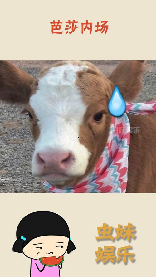 娱乐吃瓜抖音号大全最新,揭秘热门账号背后的秘密